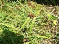 scirpus atrovirens field