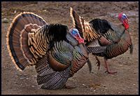 Turkeys by catsbow, via Flickr