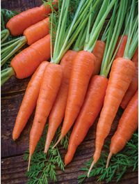 Carrot, Danvers 126 - Burpee