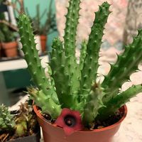 Huernia Schneideriana (Red Dragon Flower) - Complete Care Guide - Indoor Home Garden