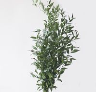 Italian Ruscus Greenery Foliage (Fresh Cut)