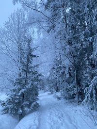 Snowy forest, forest, snow, snowy, nowfall, trees, sweden, canada, winter, december, January, new years, christmas, hot chocolate, coquette, dolette, lanadelrey, sky, aesthetic