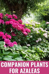 The best companion plants for azaleas are those that need the same well-draining, acidic soil conditions: snowdrops, daffodils, tulips, hydrangeas, and more.