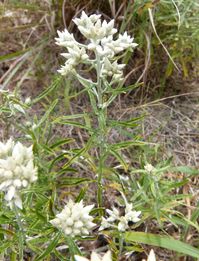 Maryland Biodiversity Project - Rabbit-tobacco (Pseudognaphalium obtusifolium)