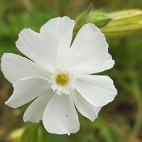 Buy white campion (syn. Silene alba) Silene latifolia: £2.99 Delivery by Crocus