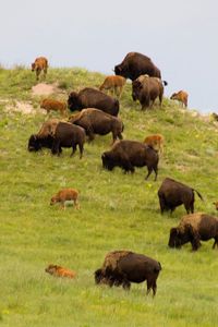 Nebraska Sandhill's bison.