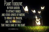 If Foxglove is growing in your garden it will attract fairies and other spirits…