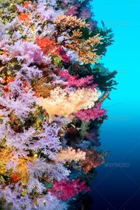 Colorful reef wall by joebelanger. A vibrantly colored reef wall in Fiji hosts a large species of hard and soft corals and gorgonian sea fans.#colored, #vibrantly, #hosts, #Fiji