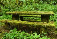 An old, abandoned and overgrown picnic table in McDowell Creek Park in Oregon.  Photo credit: Nick Boren