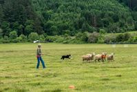 Herding Dog Commands: 15 Key Words They Should Know | Hepper