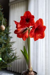 'red Lion' Amaryllis Kit – A Holiday Showstopper Easy To Grow And Impossible To Ignore, The 'red Lion' Amaryllis Brings Warmth And Style Indoors With Minimal Effort. Expect Up To Four Blooms Per Stalk, Each One A True Conversation Starter. Just Plant, Water, And Watch As It Transforms Your Home Into A Winter Garden Paradise. What's Inside: 'red Lion' Amaryllis Bulb – Known For Its Large, Vibrant Blooms And Easy-Care Nature. Soil Disc For Planting – Perfectly Balanced To Nourish Your Amaryllis As