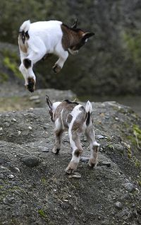 Jumping goats!