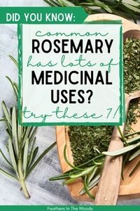 All the medicinal uses for rosemary...yes, the stuff in the grocery store! Rosemary is an anti-inflammatory & antibacterial herb that is easy to use and gives amazing health benefits! Fresh rosemary, the dried herb or even rosemary essential oil can be used to get these 7 health benefits.