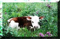 Normande Calf