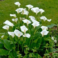 'White Florist' Calla Lily is the original Calla from South Africa, where it made its home in the wet soils of stream banks. Here, it's famous for its pristine, white blossoms that are taller than other callas, at up to 3'. The perfectly-fluted flowers are an essential addition to bouquets. Plant 'White Florist' in a big pot on your patio, give it plenty of water and stand back! (Zantedeschia aethiopica)