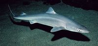 Spiny Dogfish (Squalus acanthias)