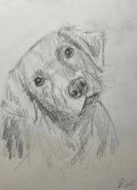 labrador sketch by @vlpaintinganddrawing, avaliable for commission