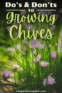 Learn the Do's & Don'ts to Growing Chives with this Beginner's Guide to Growing Chives! There are 10 Proven Tips for Growing Bigger, Better, and more Flavorful Chives. #chives #gardening #vegetables #herbs