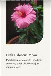 Learn about the spiritual significance, symbolism, and meanings of hibiscus flowers.