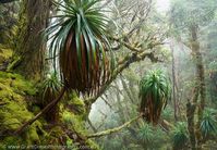 image of Tasmanian alpine temperate rainforest 2