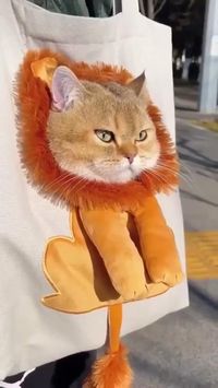 Introducing the Lion Shaped Cat Carrying Canvas Bag Pet Carrier. Crafted with tough canvas fabric, this pet carrier features an adorable lion shaped silhouette, making it perfect for transporting cats in comfort and style. It's a great way to keep your furry friend secure and safe.