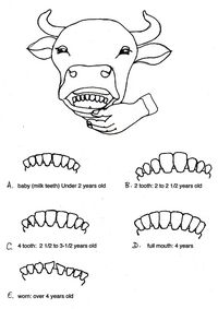 cattle teeth, Anatomically digestive apparatus in animal