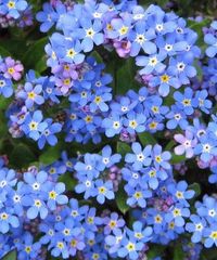 hues of light blue petalled flowers that love the shade. A symbol of fidelity and eternal love, Forget-Me-Not exudes the delicate nature of love with blue petals on soft velvety foliage. Bearing dense clusters of small pale flowers they are ideal for planting in garden beds, under tall beauties or in a shady spot. One of the first to flower, they are a sign of spring arriving. why it's special: Petals are edible and great to decorate a cake. One of the first flowers to bloom in Spring. Attracts