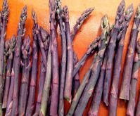 We supply hardy, one-year-old crowns. Perennial. Asparagus is extremely nutritious and has many health benefits! ‘Purple Passion’ has many similar characteristics to green asparagus but offers something new for the asparagus connoisseur. It is a unique asparagus variety especially suited to the asparagus enthusiast, whether home gardener or commercial grower. The spears produced have several qualities which make it quite different than common green asparagus. The deep-burgundy coloration produced in these spears is most striking. Asparagus gets top dollar at the supermarket, but commercially grown spears never measure up to the delicately sweet flavor of homegrown. Asparagus is a hardy perennial. Asparagus is a highly productive vegetable. Grown for the stems or spears, a well-tended plant