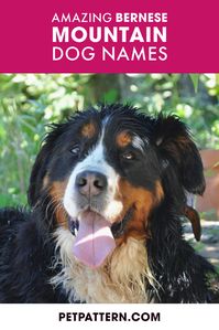 Are you looking to adopt a new Bernese dog this year? Do you think you have found the perfect puppy, but just aren't quite sure what name would suit her/him? Then check out our lists of Bernese Mountain dog names that we have compiled here. #bernesemountaindognames #bernesemountaindog