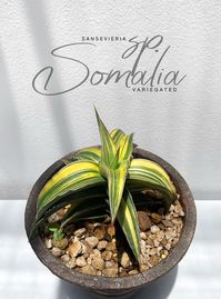 Sansevieria