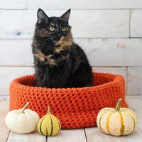 Pamper your feline friend with this Easy Cat Bed Crochet Pattern—quick to make, cozy to cuddle, and the perfect spot for endless cat naps!