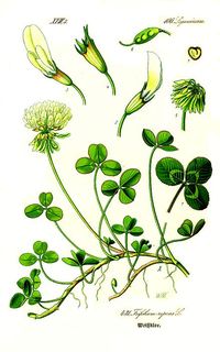 Trifolium repens (White Clover)