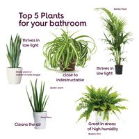 #plants #bathroom #cleanair #plantlover #aloeplant #aloe #snakeplant #spiderplant #fern