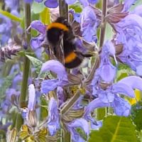 Bees Activities For Kids - this fun nature hunt is a cool idea for children learning about bumble bees, plant science and pollination in spring. Suitable for students from kindergarten, first grade and EYFS through middle school but also lovely for toddlers #bees #activitiesforkids #bumblebee #kindergarten #toddleractivities #firstgrade #insects #bugs #scienceforkids #naturekids #eyfs #springactivities #nature