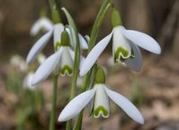 The best-known autumn-flowering snowdrop, award-winning Galanthus reginae-olgae resembles the popular Galanthus nivalis but blooms much earlier, sometimes in September, but usually in October. Rich with a strong musky fragrance, it produces nodding white flowers with long and slender outer petals which nicely enclose inner petals bearing a prominent green heart-shaped mark at their tips. Unlike G. nivalis, the foliage of glaucous leaves is not adorned with a conspicuous silver stripe running dow