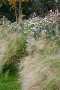 Herbatious border | a herbatious border near the palm house … | ryan.simpson95 | Flickr