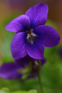 Violets ~ by Eva Rios Ortega*