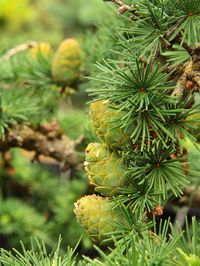 'Cruwys Morchard' European Larch | Conifer Kingdom