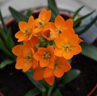 Ornithogale douteux (Ornithogalum dubium) : culture, entretien, semis