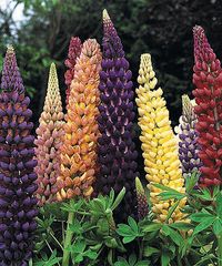 Lupine