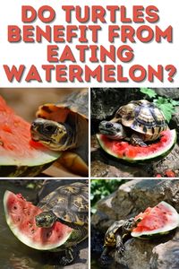 Turtle Feeding How-To: This pin answers your question about turtles, tortoises, and watermelon. With a detailed turtle feeding schedule and chart, you'll know exactly what and when to feed your pet for optimal health.