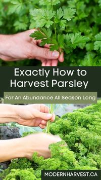 Ready to bring the fresh flavor of parsley to your kitchen? Learning exactly how to harvest parsley is easy with these simple tips. This easy guide on how to harvest parsley will cover all aspects from how much to take from each plant during every harvest up until the plant goes dormant late in the season. Learn exactly how to harvest parsley without killing the plant.