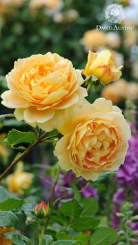 With its giant, rich yellow blooms, Golden Celebration (Ausgold) not only brings a vibrant splash of colour but also radiates a wonderfully strong Tea fragrance with delightful notes of Sauternes wine and strawberry.