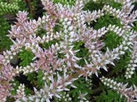 Sedum pulchellum - Widow's Cross