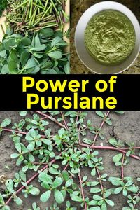 Most people underestimate the power of this plant, probably growing in your own yard...