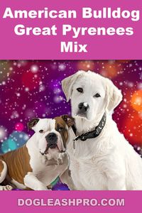 American Bulldog Great Pyrenees Mix: Complete Guide, Puppies, puppy, cute puppies, tiny puppies, cute puppy, tiny puppy, Mixed Dog Breeds, Mixed Dogs, Mixed Dog Breeds Crosses