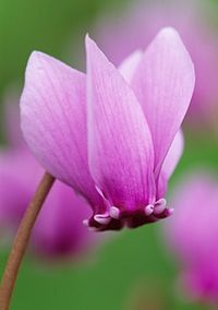 Cyclamen