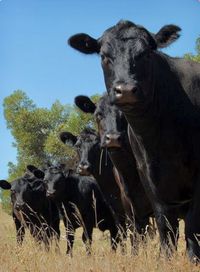 A row of curious black angus cows and heifers. Pretty ladies enjoying the fresh air.