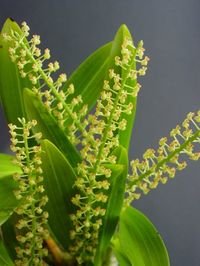 Liparis viridiflora