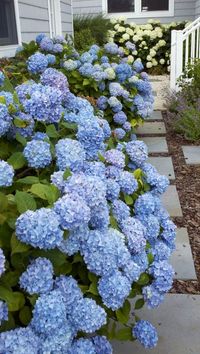 Avalon Hydrangea